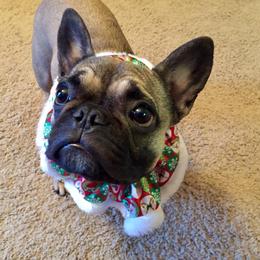 Boston Terrier, Bulldog, and French Bulldog Puppies from JP Ranch Bulldogs