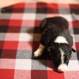 Girl 4 - Black and white female Border Collie puppy in Cadiz, Ohio from Graham Livestock