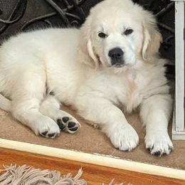 Golden Retriever Puppies from Cruz'n Golden Retrievers