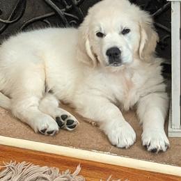 Golden Retriever Puppies from Cruz'n Golden Retrievers