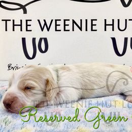 Green Boy - Cream male Dachshund puppy in Crandall, Texas from The Weenie Hut