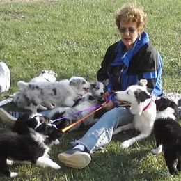 Border Collie Puppies from Rosann's Collies