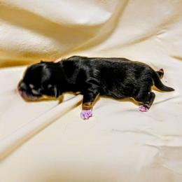 Flint - Black and tan male Lhasa Apso puppy in Hillsboro, Oregon from Luv-N-Laughter Lhasa Apsos