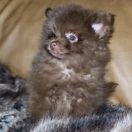 Hunnibunnies sprout - Chocolate female Pomeranian puppy in Cleveland, Ohio from Hunnibunnies