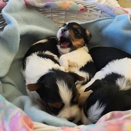 Biewer Terrier and Yorkshire Terrier Puppies from 1.StarDreamPups