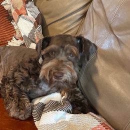 Elliot Monroe - Miniature Schnauzer