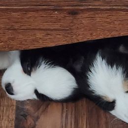 Miniature Australian Shepherds from Furner Farms