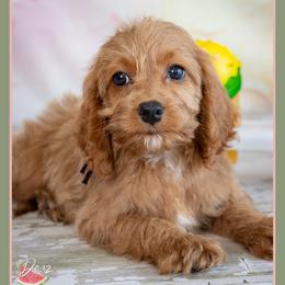 Martha - Red female Cockapoo puppy in Connersville, Indiana from Deaz Doodle Ranch