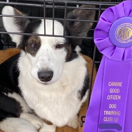 Marie - Cardigan Welsh Corgi