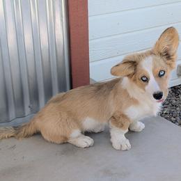 Millie - Cardigan Welsh Corgi