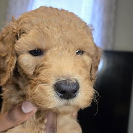 Winter (Orange Collar) - Goldendoodle puppy from Highland Grove Doodles, LLC
