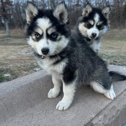 Girl 3 - female Pomsky puppy in Bunch, Oklahoma from Madden Mountain Pomskies