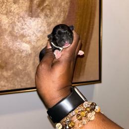 Dell - Parti male Yorkshire Terrier puppy in Lynwood, Illinois from SaintNicksWay