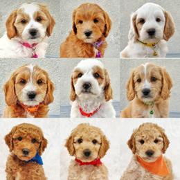 Goldendoodle Puppies from Missy Doodles