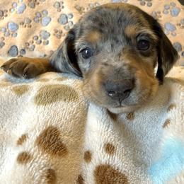 Girl 1 - Dapple female Dachshund puppy in Moriarty, New Mexico from Lil Smokey’s of New Mexico