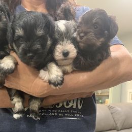 Miniature Schnauzer Puppies from Debbie Melton