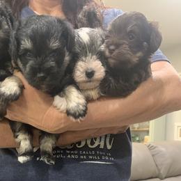 Miniature Schnauzer Puppies from Debbie Melton