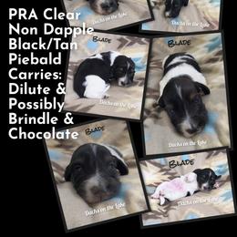 Blade - Black male Dachshund puppy in Grove, Oklahoma from Dachs on the lake