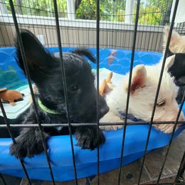 Scottish Terrier Puppies from Nicole's Scottish Terriers