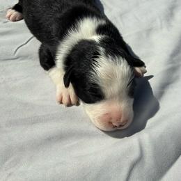 Gunner - Black & white male Miniature Australian Shepherd puppy in Marion, Michigan from Highland Hills Mini Aussies