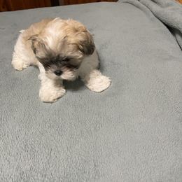 Shichons and Shih Tzus from Candice's Shichons