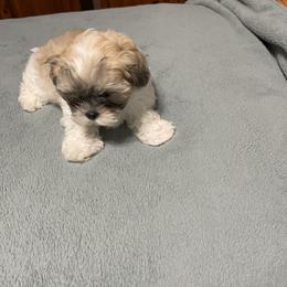 Shichons and Shih Tzus from Candice's Shichons