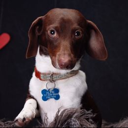 Alfie - Dachshund