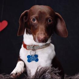 Alfie - Dachshund