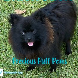 Jack - Pomeranian