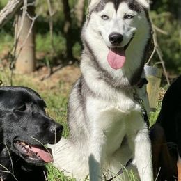Siberian Huskies from Curatolo Kennels