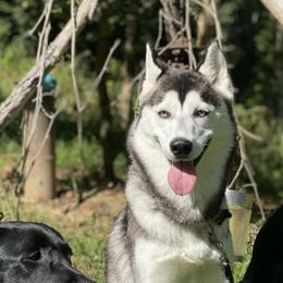Siberian Huskies from Curatolo Kennels