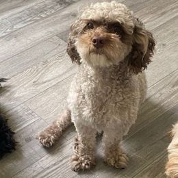 Chewy - Poodle