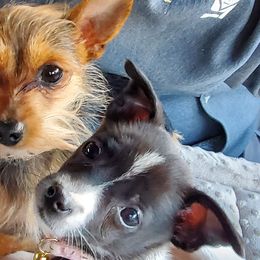 Companion Crosses from Sophia's Pets