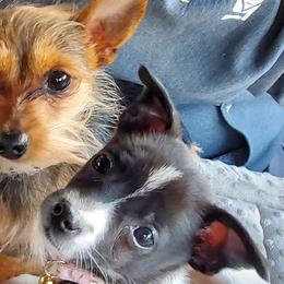 Companion Crosses from Sophia's Pets