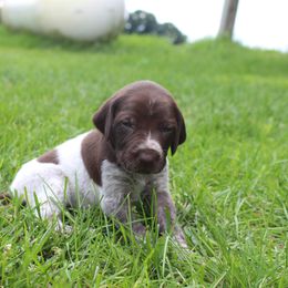 German Shorthaired Pointer Puppies from Brooke's GSPs