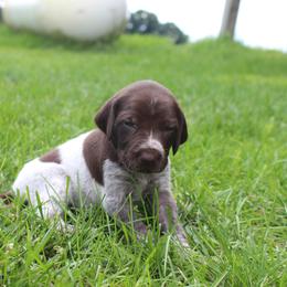 German Shorthaired Pointer Puppies from Brooke's GSPs