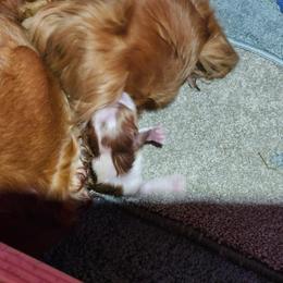 Ryland Grace - Blenheim male Cavalier King Charles Spaniel puppy in Ore City, Texas from Castle Grogan Cavaliers