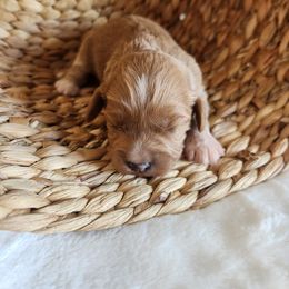 Cavapoo and Poodle Puppies from Blue Meadow Puppies