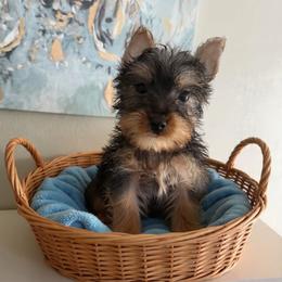 Lonnie - Black and gold male Yorkshire Terrier puppy in Paisley, Florida from Everyonelovesyorkies