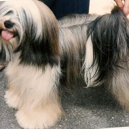 twinkie - Tibetan Terrier