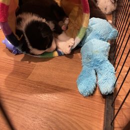 Australian Shepherd Puppies from Canyon Ridge Australian Shepherds
