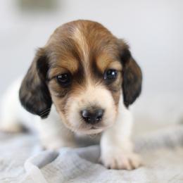 Kye - Piebald male Dachshund puppy in Alto, Texas from Prima Dachshunds
