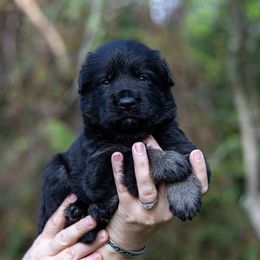 Rune - Bi-color male German Shepherd puppy in Hammond, Louisiana from Von LaMarca German Shepherds
