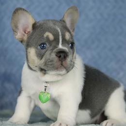 Yuki - Tricolors female French Bulldog puppy in Punta Gorda, Florida from Mingan French Bulldog