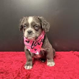 Snoopy - Blue male French Bulldog puppy in Plano, Illinois from Velvet Fluffy Pups