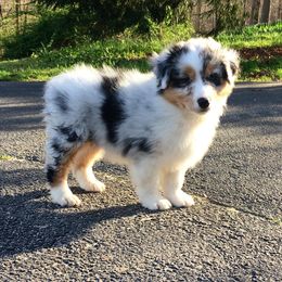 Australian Shepherd Puppies from Mountain Ridge Aussies