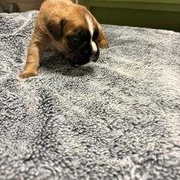 Benedict - Fawn male Boxer puppy in Medical Lake, Washington from Box and Bully Estates: Boxers and Old English Bulldogs