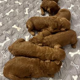 Boy 2 - Red  male Poodle puppy in Abilene, Texas from Mesquite Kennels