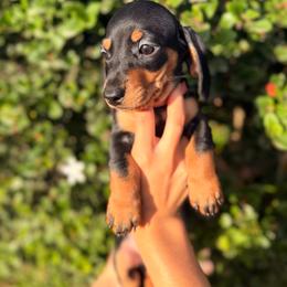 Light pink collar - Black and tan female Dachshund puppy in Lemon Grove, California from GMZ Doxies SD