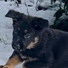 German Shepherd Puppies from Shadow Wraith German Shepherds